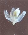  Gall flower